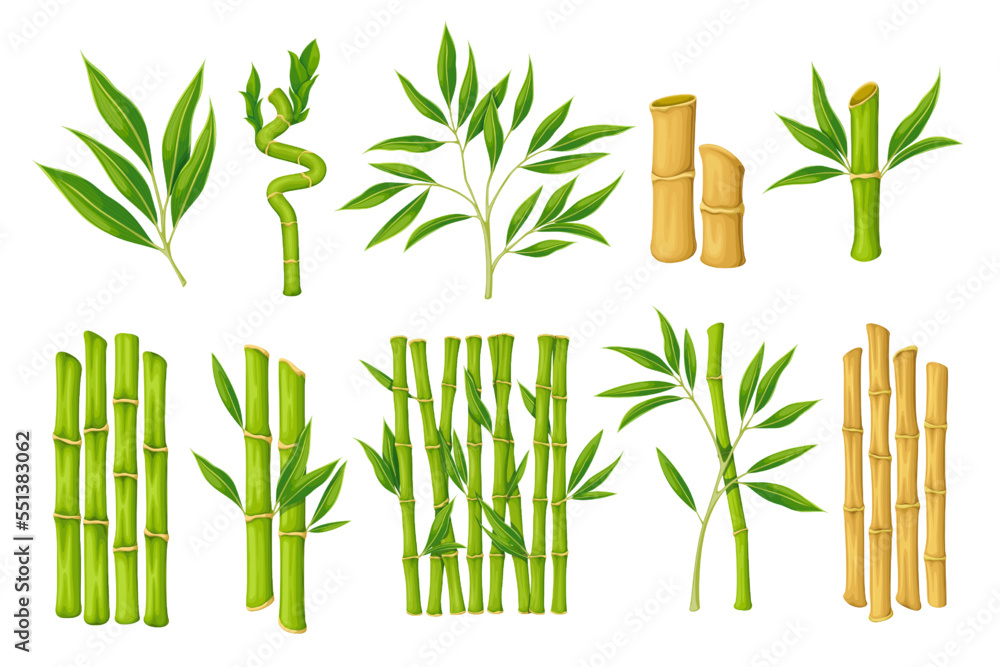 Fototapeta premium Bamboo set vector illustration. Cartoon isolated plant with branches and leaves from Japanese, Chinese or Thai forest, organic leaf on green sprout and dry wooden stems for bamboo reed decoration