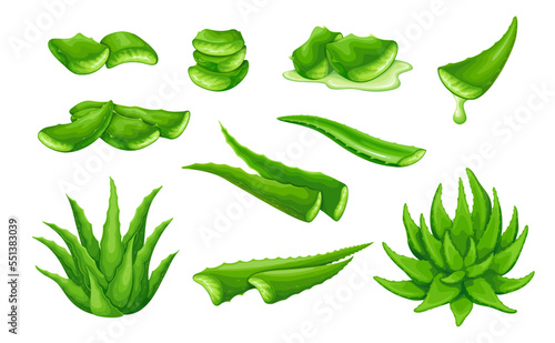 Aloe vera set vector illustration. Cartoon isolated whole green succulent plant with leaves, organic aloe leaf with drop cut in slices for juice and gel, cosmetics beauty products to care skin