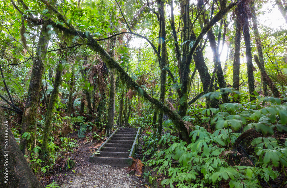 Boardwalk in the forest Boardwalk in the forest