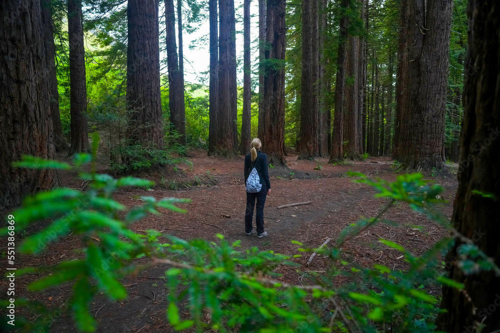 Blond woman looking up in majestic redwood forest Blond woman looking up in majestic redwood forest