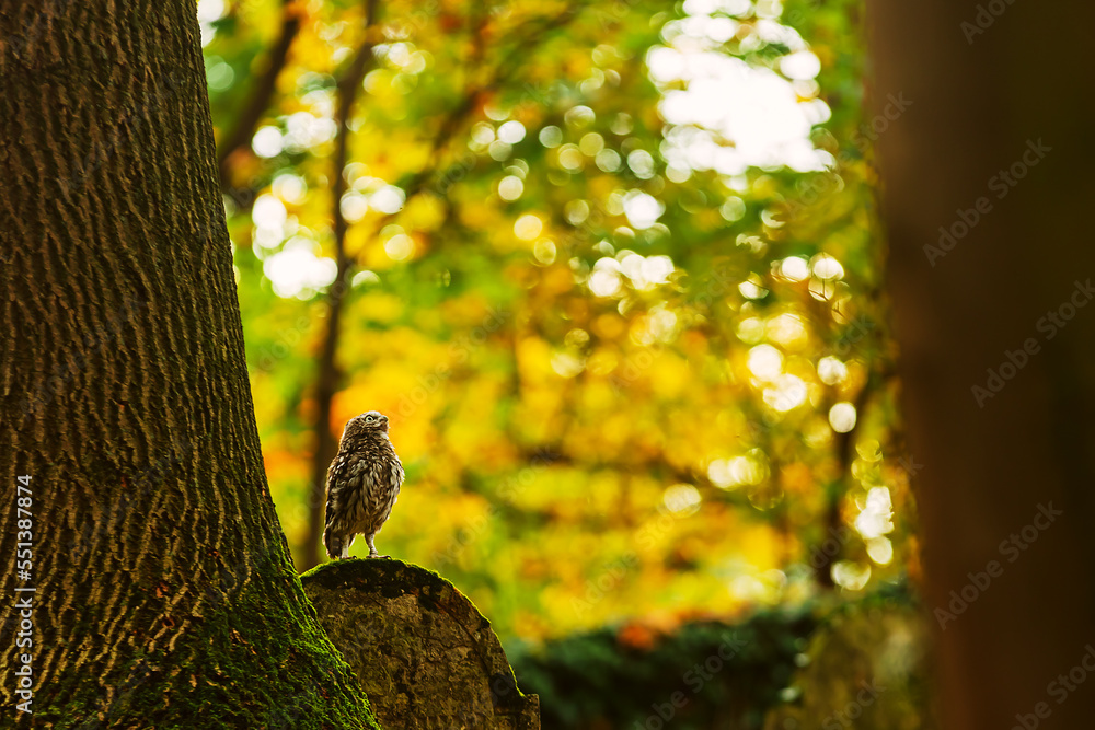 cute little owl (Athene noctua) in autumn colours at the cemetery cute little owl (Athene noctua) in autumn colours at the cemetery