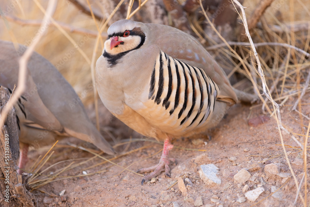 Wild Chukar partridge in the California desert Wild Chukar partridge in the California desert