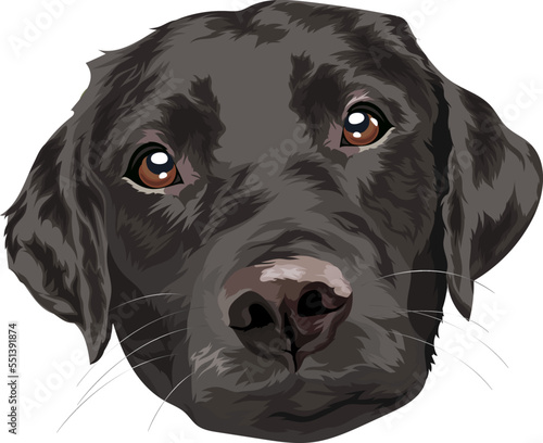 Black labrador retriever. Portrait of a dog on a white background. Vector illustration