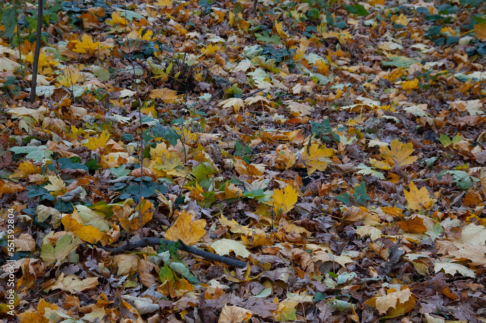 Autumn background: the ground is covered with fallen autumn leaves Autumn background: the ground is covered with fallen autumn leaves