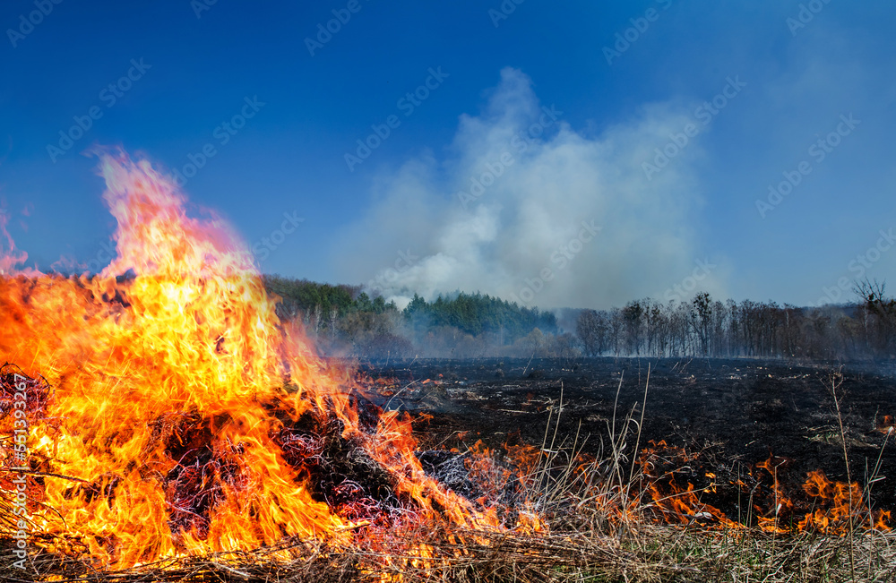 Burning field of dry grass and trees on the background of a large-scale forest fire. Thick smoke against the blue sky. Wild fire due to hot windy weather in summer.