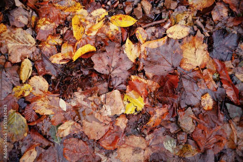Looking down (point of view, overhead shot) to a natural texture made of dead yellow and brown leaves covering the soil, wet and muddy.

