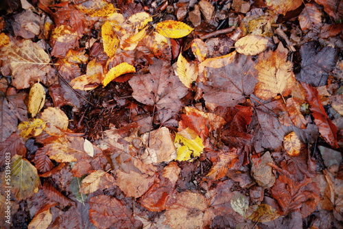 Looking down (point of view, overhead shot) to a natural texture made of dead yellow and brown leaves covering the soil, wet and muddy. 