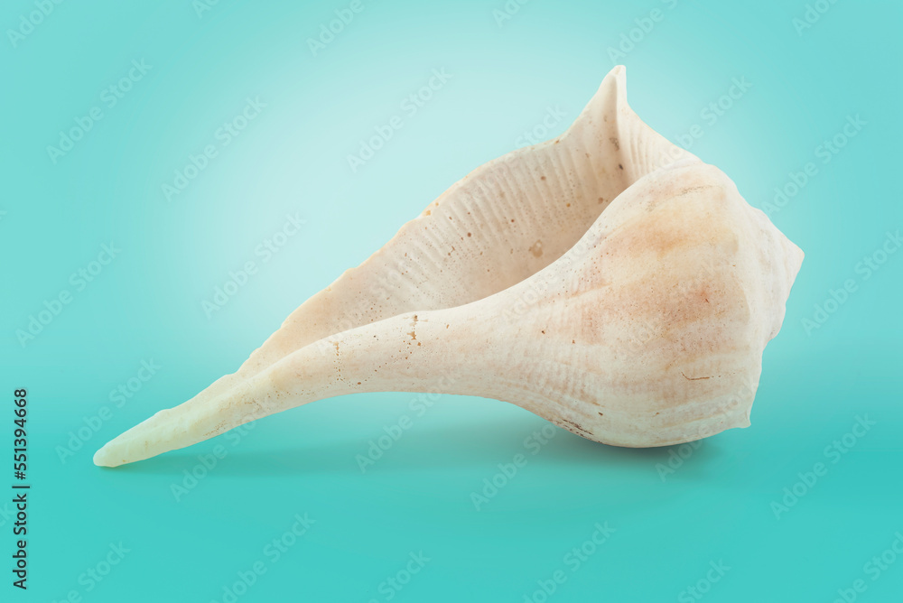 Naklejka premium caracol