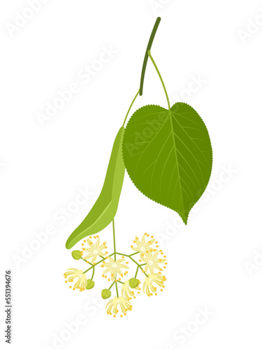 Vector illustration, Tilia flower also called linden tree or basswood, isolated on white background.