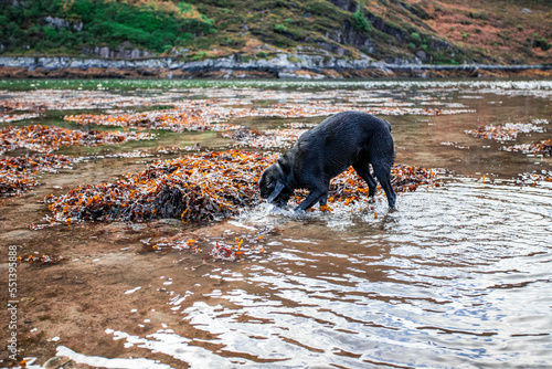 Black labrador searching for stick in water, Scottish Highlands