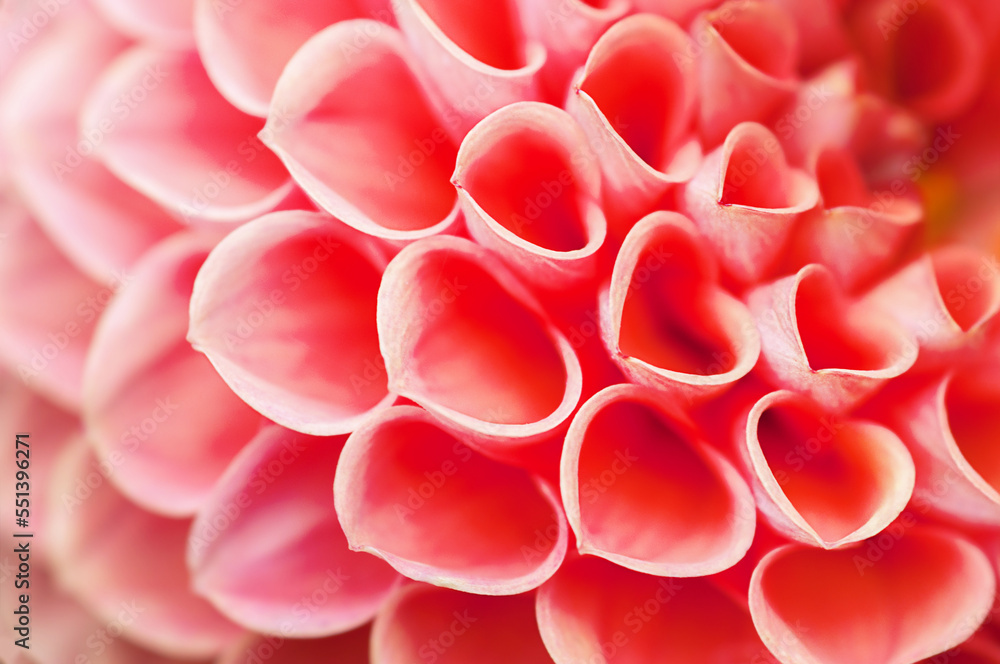 red dahlia petals close up, floral background red dahlia petals close up, floral background