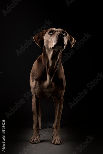 Louisiana catahoula leopard dog