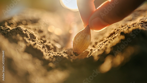 Slika na platnu Hand of man farmer seeding onions in organic vegetable garden, Male farmer hand