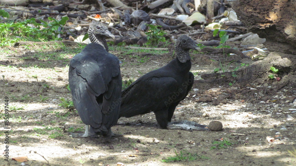 Fototapeta premium Black vultures (Coragyps atratus brasiliensis) on the ground, Mayaro, Trinidad