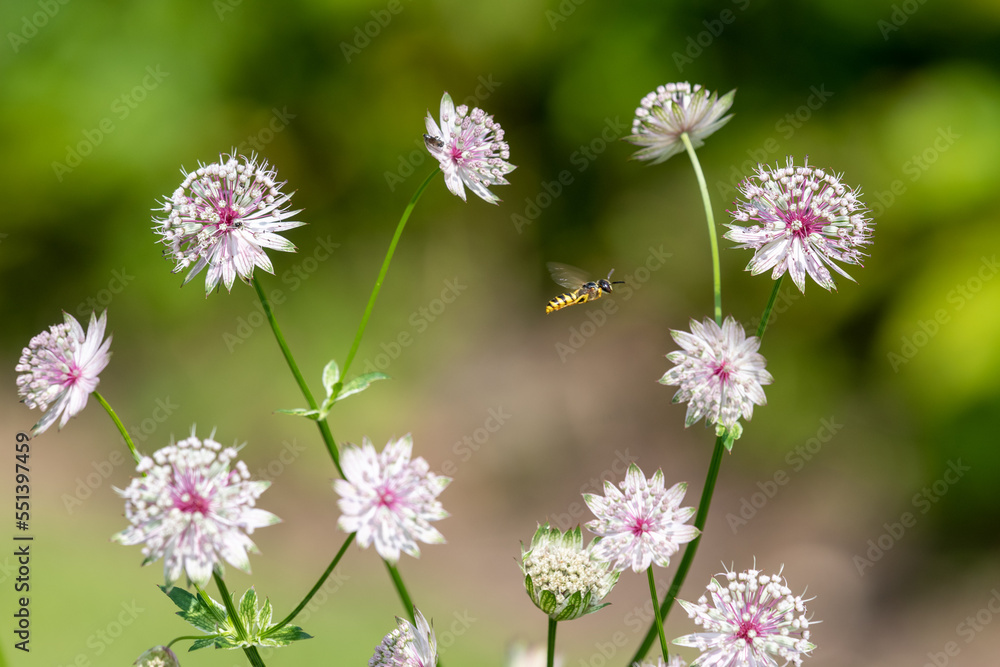 Astrantia major (Great masterwort) flowers in bloom Astrantia major (Great masterwort) flowers in bloom