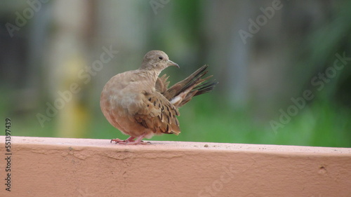 Female ruddy ground dove (Columbina talpacoti rufipennis) preening on a wall, Arima, Trinidad photo