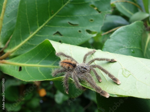 Arboreal tarantula (unidentified) on its rolled leaf refuge, Mayaro, Trinidad