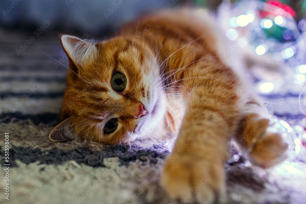 Close up of ginger cat lying by Christmas tree playing with lights at home. Pet is having fun. New year winter holidays Close up of ginger cat lying by Christmas tree playing with lights at home. Pet is having fun. New year winter holidays