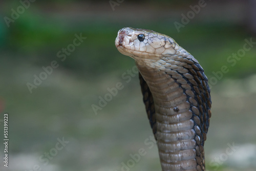 A javan spitting cobra naja sputatrix spreading its hood to intimidate enemy, cobra often being a threat in a settlement in indonesia 