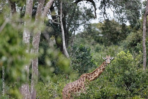 Giraffe looking towards the camera while standing in the bushes in the Masai Mara, Kenya photo