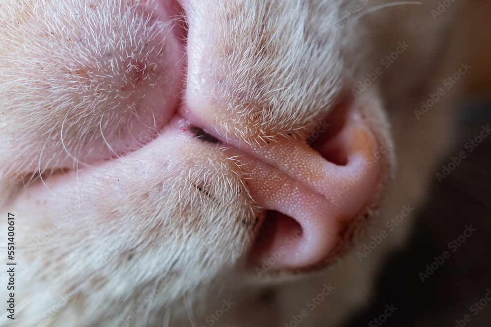 the face of a cute village cat the face of a cute village cat