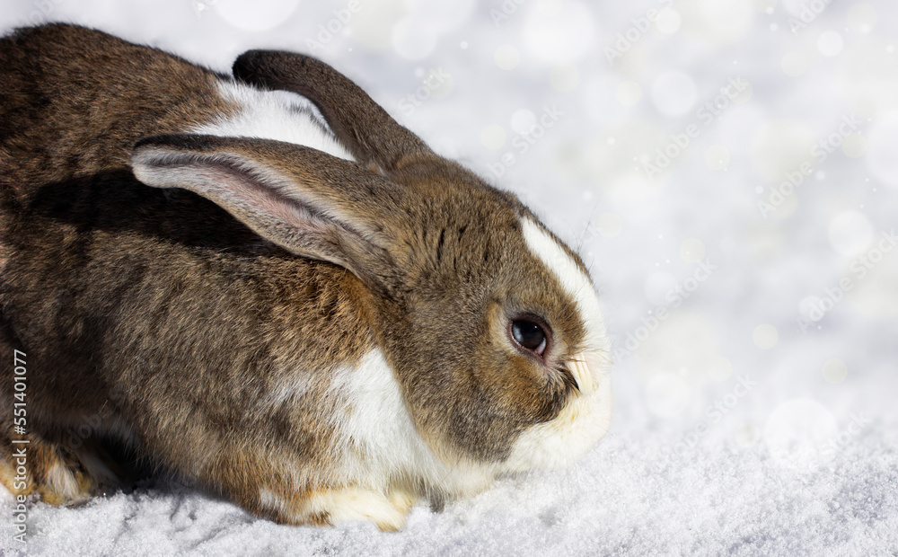 Rabbit in the snow Rabbit in the snow