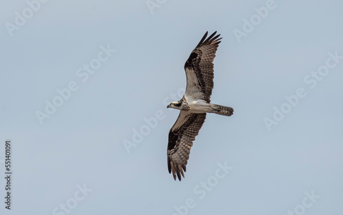 Osprey