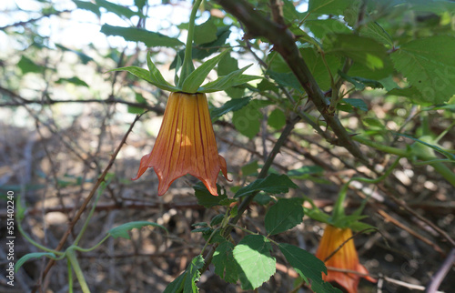 Canary Islands bellflower or Canarina canariensis, endemic plant orange color flower close-up photo