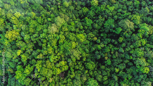 Aerial view of landscape green forest