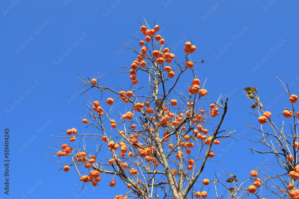 There are many mature persimmons hanging on the persimmon tree