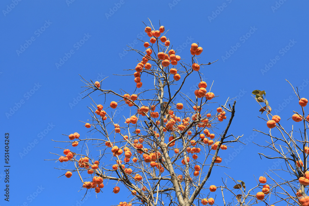 There are many mature persimmons hanging on the persimmon tree There are many mature persimmons hanging on the persimmon tree
