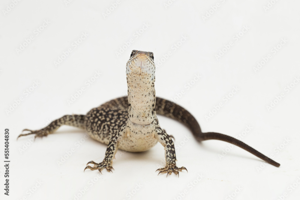 Naklejka premium The Spotted Tree Monitor lizard varanus similis isolated on white background