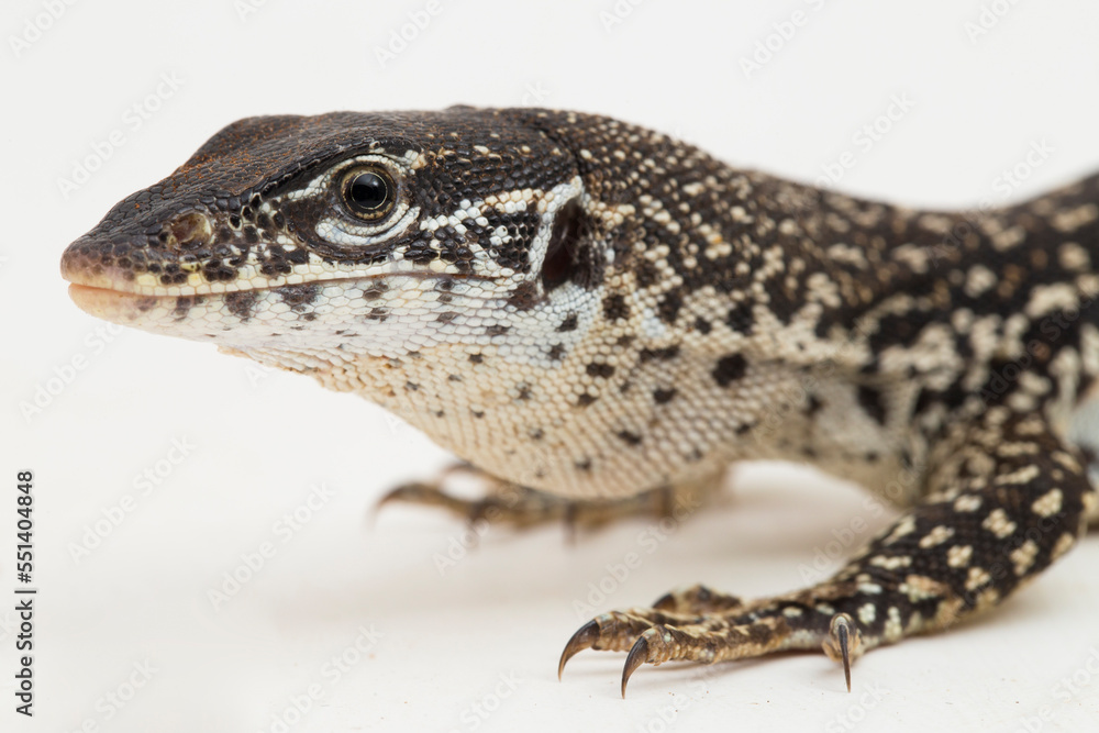 Naklejka premium The Spotted Tree Monitor lizard varanus similis isolated on white background