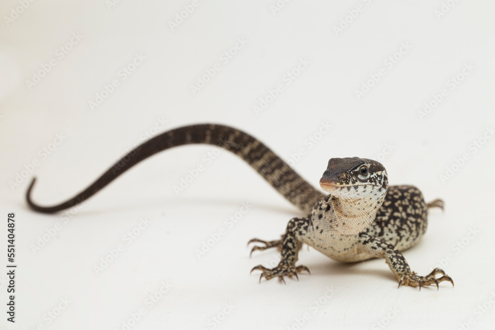 Fototapeta premium The Spotted Tree Monitor lizard varanus similis isolated on white background