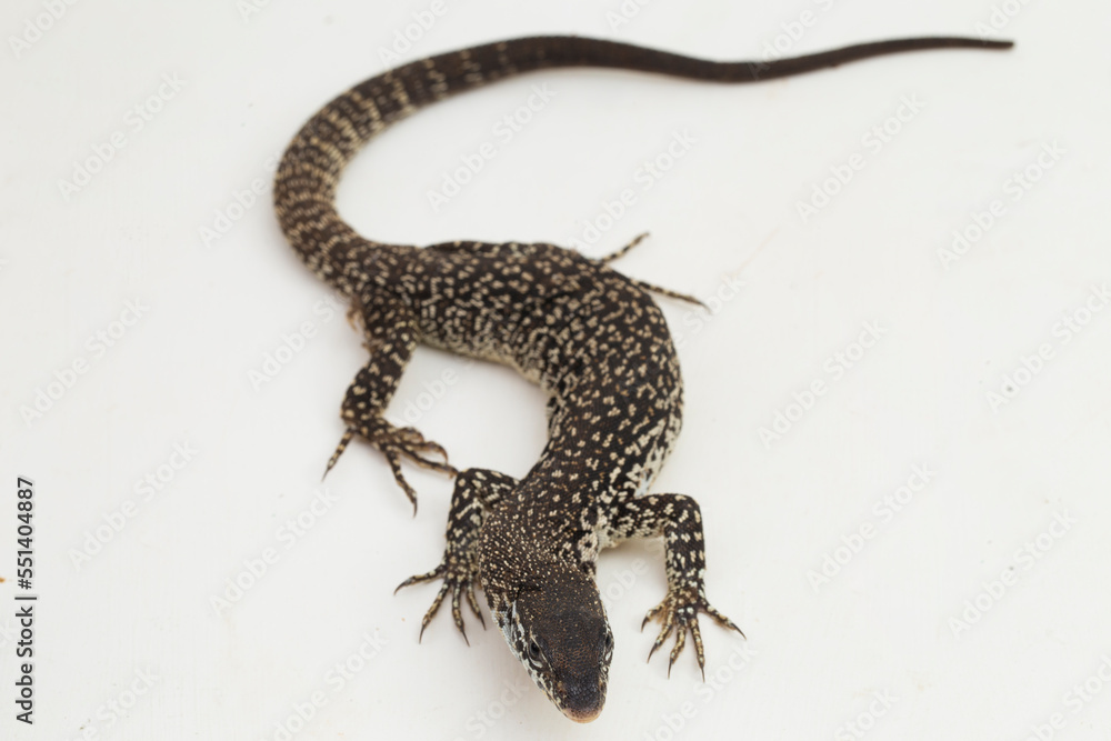 Naklejka premium The Spotted Tree Monitor lizard varanus similis isolated on white background