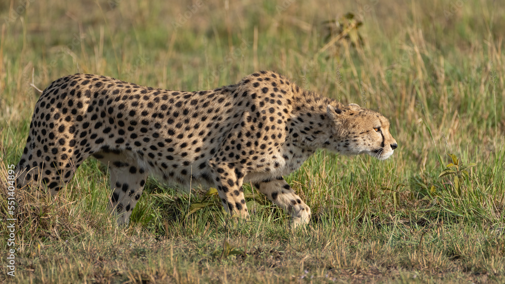 Obraz premium Stealth