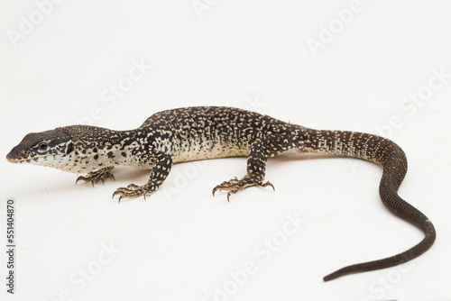 The Spotted Tree Monitor lizard varanus similis isolated on white background