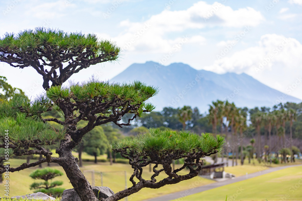 Fototapeta premium 五葉松と桜島 