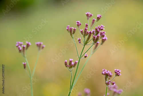Verbena bonariensis or "Purpletop" flowers in bloom. Purple wildflower blossoming in spring. Selective focus. 