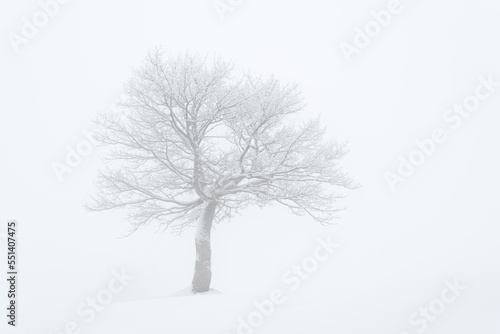 Minimalist Winter Landscape with a Lone Tree © Oleksandr Kotenko
