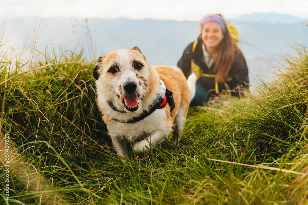 Fototapeta dog without breed, friendly and happy walking through the
