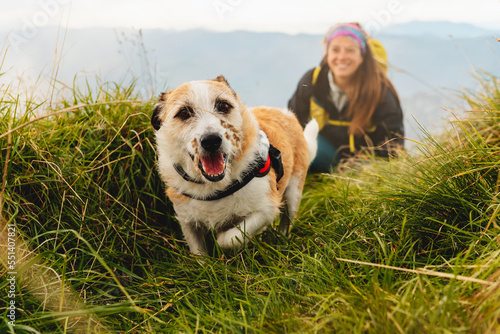 Photography dog without breed, friendly and happy walking through the mountains with his mountaineer owner