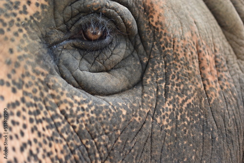Photography close up of elephant eye