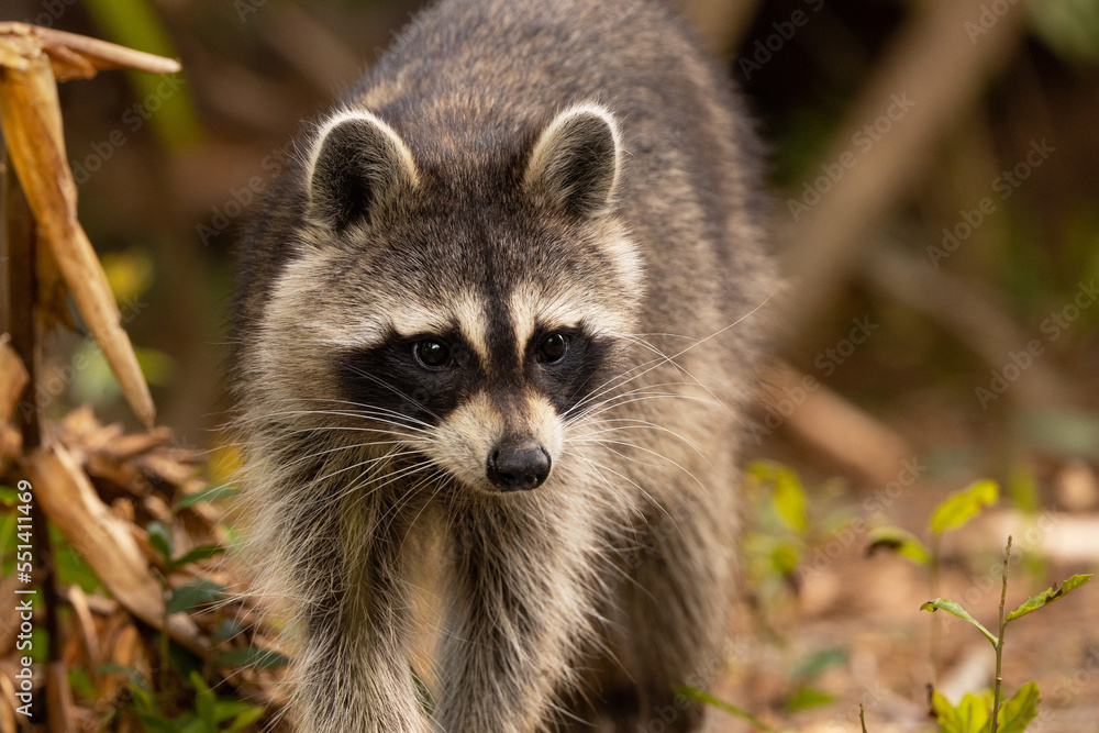 Closeup portrait of a cute raccoon (Procyon lotor) in Sarasota, Florida Closeup portrait of a cute raccoon (Procyon lotor) in Sarasota, Florida
