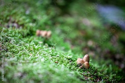 Selective blur on mushrooms on moss on a tree trunk, the moss being green, in autumn, in a European Forest. Moss is part of the bryophyta family of vegetals...