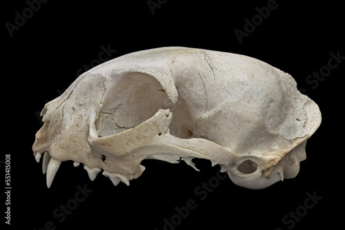 Skull of a domestic cat seen side-on against a black background