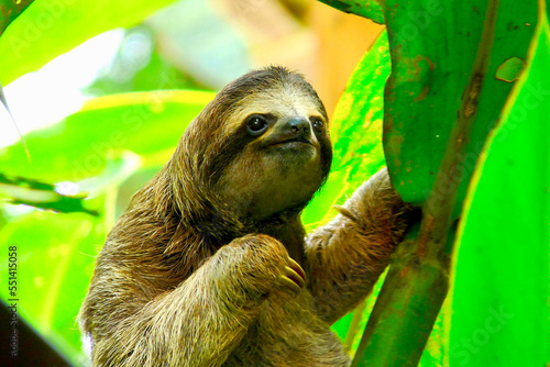 Sloth in Puerto Viejo, Costa Rica. photo