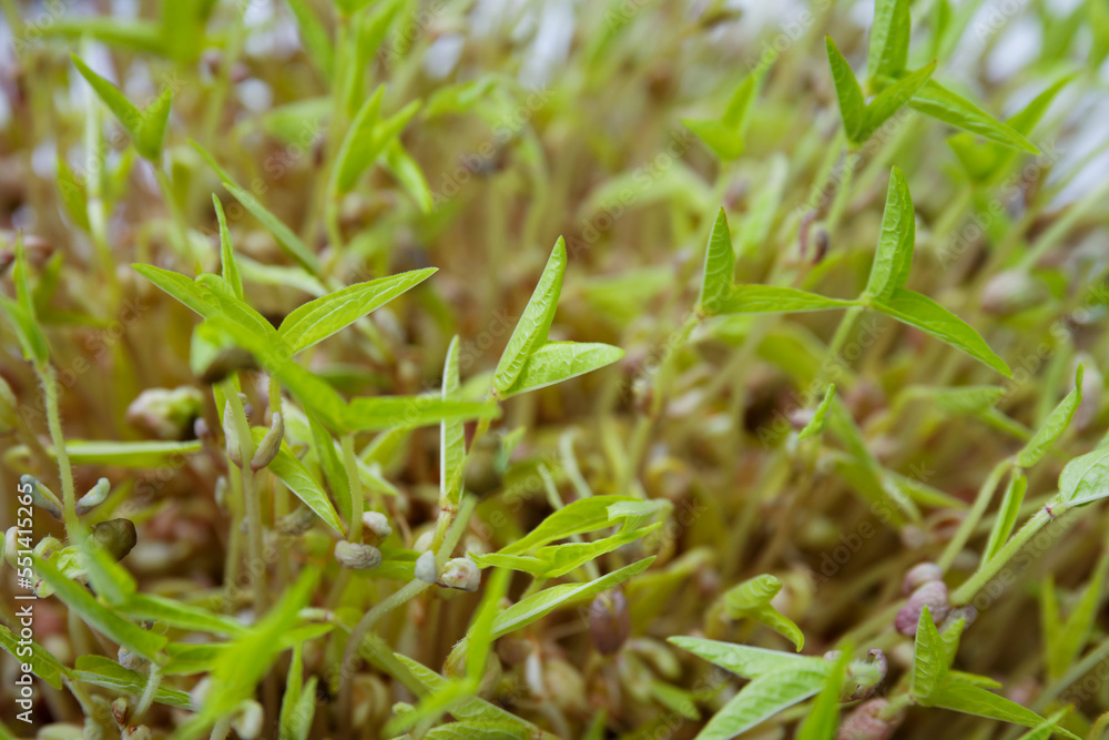 Closeup view of mung bean sprouts as background Closeup view of mung bean sprouts as background