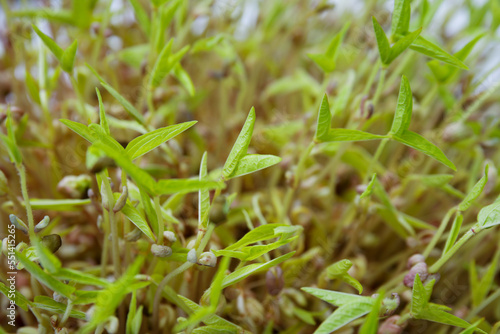 Closeup view of mung bean sprouts as background