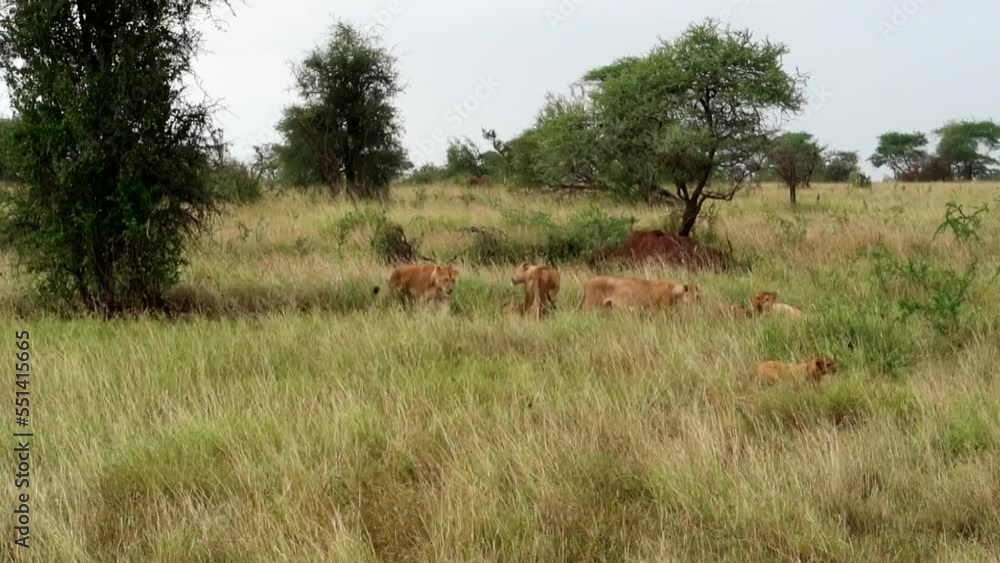Pride of lions and lionesses with their cubs in hot grasslands. Tanzania, Africa Pride of lions and lionesses with their cubs in hot grasslands. Tanzania, Africa